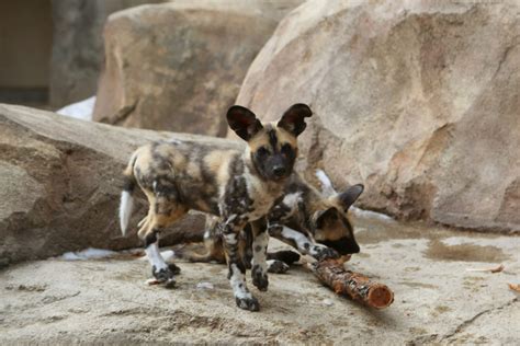 Zoo Baby Alert: Meet the new African Wild Dog puppies at the Denver Zoo