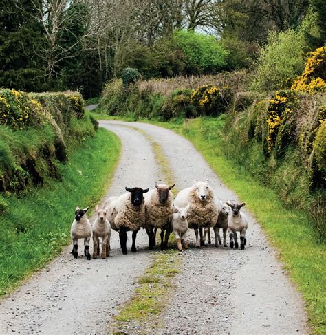 Sheep of Ireland by The O'Brien Press Ltd - Issuu