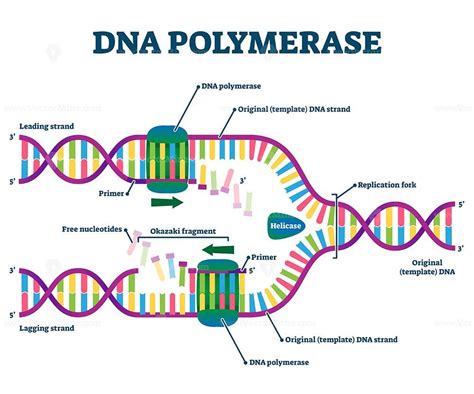 DNA Polymerase enzyme syntheses labeled educational vector illustration → Ready-to-use editable ...