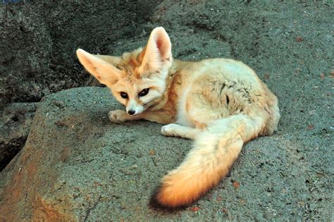 Fennec Fox Habitat