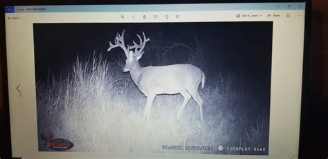 Whitetail trail cam pictures needed | Hunt Talk