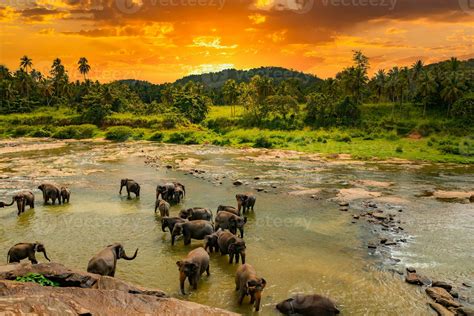 Elephants bathing in the river. Pinnawala Elephant Orphanage. Sri Lanka ...