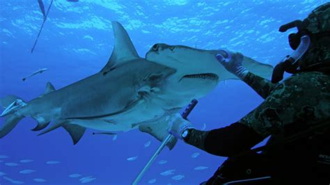 Monster Hammerhead Shark Attacks Florida Coastline | SHARK WEEK - YouTube