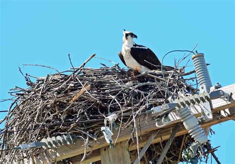 Hawk Nesting Habits and Behaviors…What Are They?