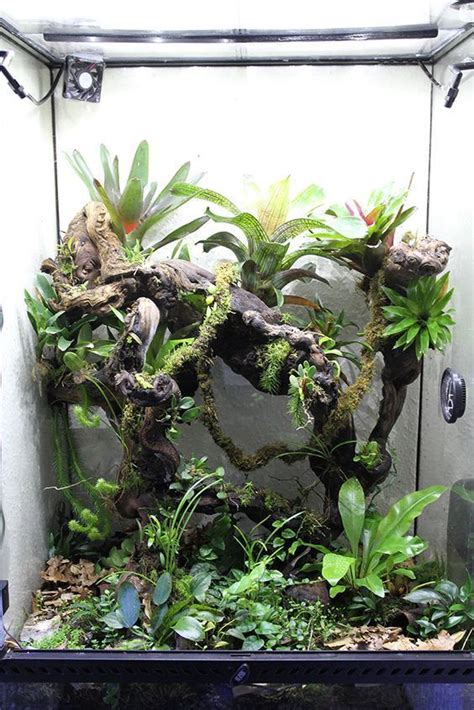 Tree frog setup (source) Tree Frog Terrarium, Gecko Terrarium, Terrarium Reptile, Aquarium ...