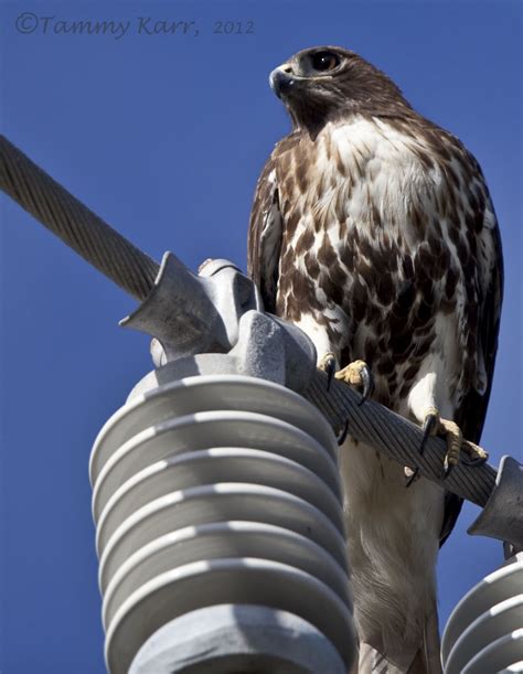 i heart florida birds: Red-tailed Hawk