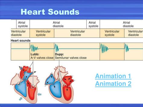 Top 143+ Heart sounds animation - Merkantilaklubben.org