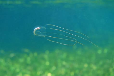 Box jellyfish | Size, Habitat, Venom, & Facts | Britannica