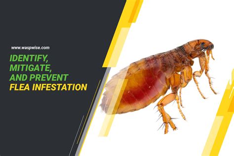 How to Identify, Mitigate, and Prevent a Flea Infestation