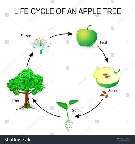 Simple Life Cycle Of A Plant