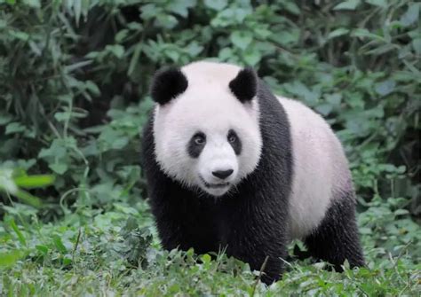 Giant Panda Behavior - AnimalBehaviorCorner