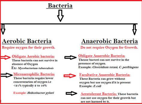 What are some examples of aerobic bacteria? - Quora