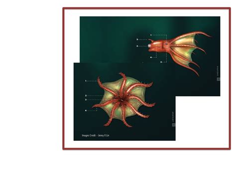 Dramatic Deep Sea Creatures - Lesson #3 - Vampire Squid Anatomy Diagram ...