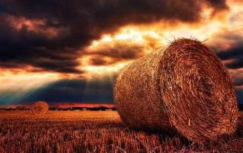 Hay bales straw bales harvest - Online Jigsaw Puzzles