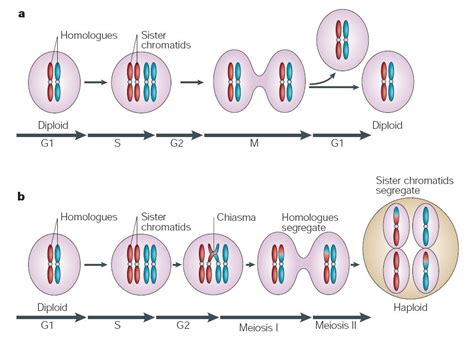 Mitosis Mitosis 46 Cromosomas Cromosomas | Images and Photos finder