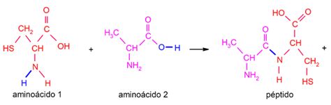 10 Examples of Peptide Bonds - Examples Lab