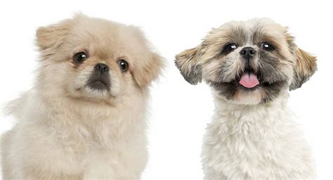 59+ Pekingese Shih Tzu Mix Puppies Pic - Codepromos