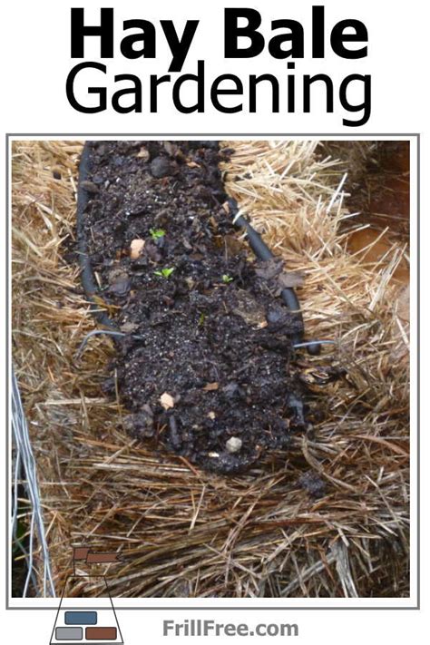 Hay Bale Gardening - that old moldy bale of hay is good for something