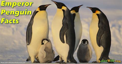 Emperor Penguin Facts For Kids, Students & Adults - Active Wild