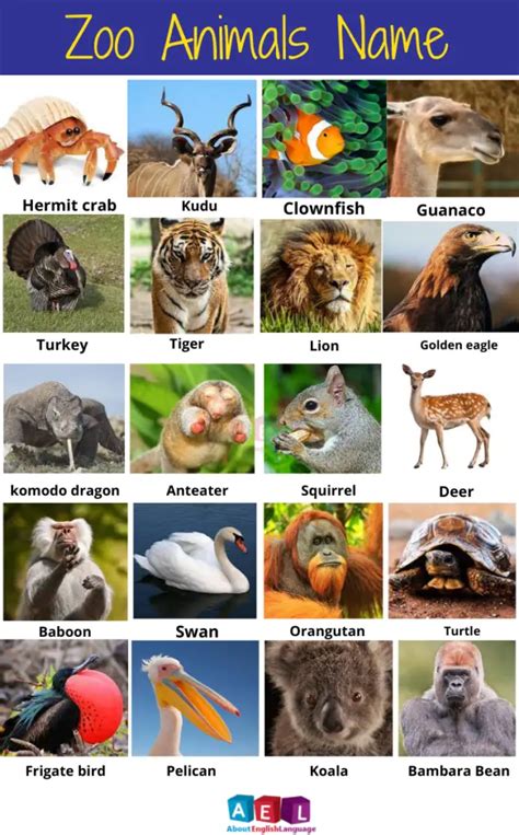 Zoo Animals Name in English – Learn English online free