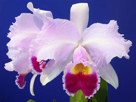 Cattleya Flower Colombia