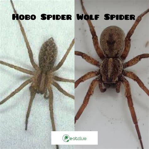 Hobo Spider Wolf Spider | How to Spot the Difference | Pestclue