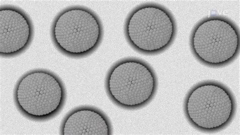 Negative Staining of Purified Exosomes: A Procedure to Visualize Exosome Morphology Using ...