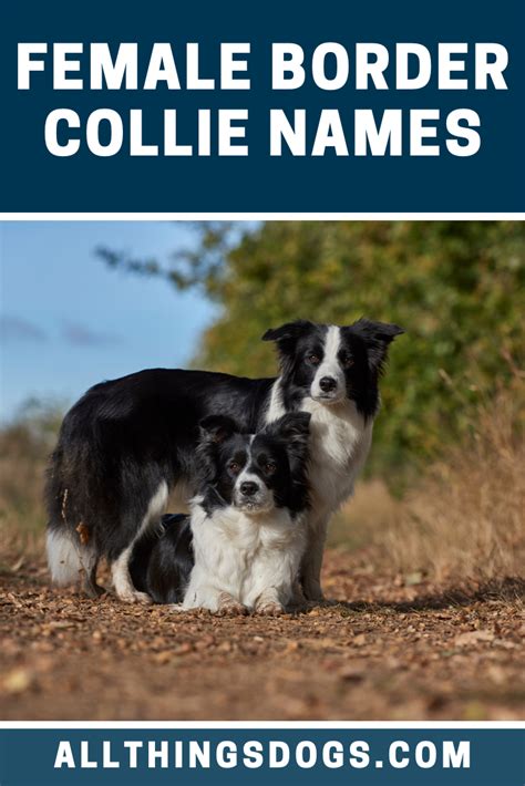 Female Border Collie Names | Border collie names, Border collie, Border collie dog