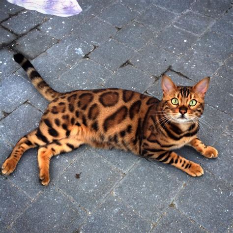 25 Gorgeous Bengal Cat Breed Pictures That Took The Internet By Storm ~ Cute Cats & Lovely Dogs