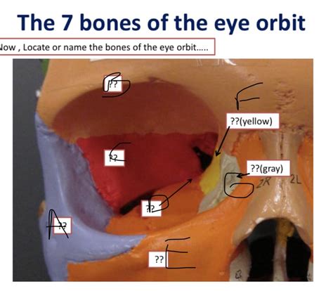 7 bones of eye orbit Diagram | Quizlet