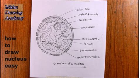 How TO Draw Nucleus Easy - YouTube