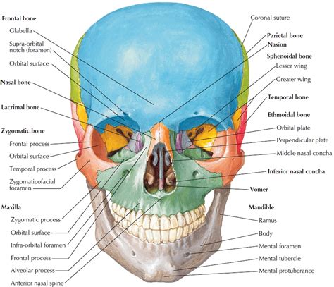 Human Skeleton - Skeletal System Function, Human Bones