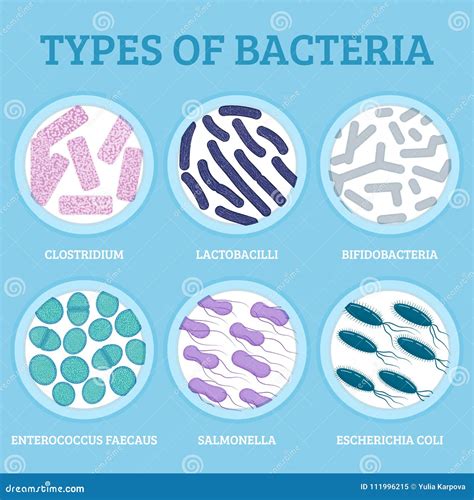 6 Types Of Bacteria