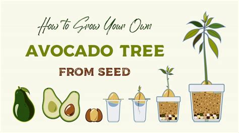 Premium Vector | Avocado tree vector growing guide. green simple ...