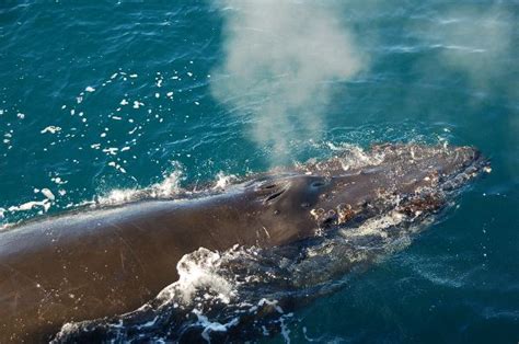 Blowing Baleen Whale - Whale Facts and Information