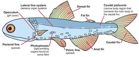 Fish Structure and Function ( Read ) | Biology | CK-12 Foundation