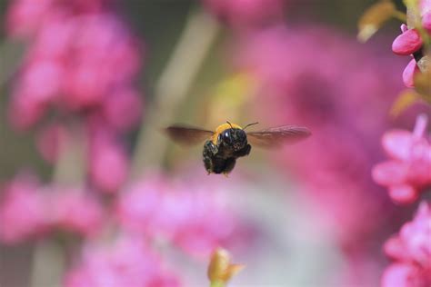 Fun Facts About Carpenter Bees