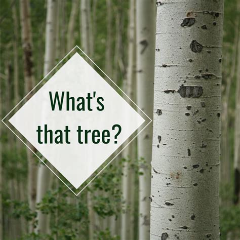 7 Types of Trees With White Bark - Dengarden