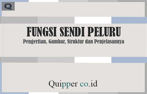 Fungsi Sendi Peluru - Pengertian, Gambar, Struktur dan Penjelasannya