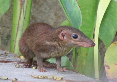 430+ Treeshrew Photos Stock Photos, Pictures & Royalty-Free Images - iStock