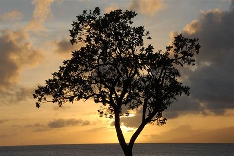 Tree Silhouette | Napili Shores, Maui, Hawaii | Sean Alexander | Flickr