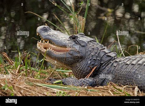 Alligator showing teeth hi-res stock photography and images - Alamy