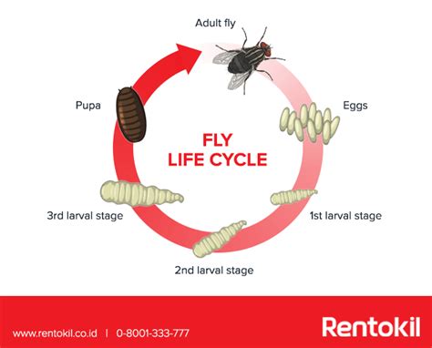 Life Cycle Of Flies