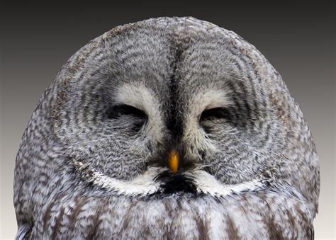 Great Grey Owl - largest of the owls in North America,