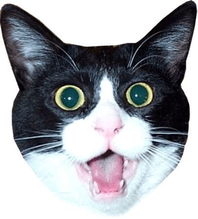 Impressed Cat Head Meme transparent PNG - StickPNG