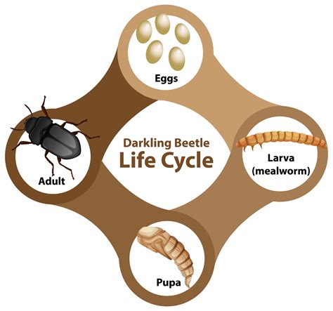 Japanese Beetle Life Cycle