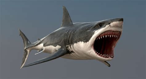 realistic great white shark 3d model