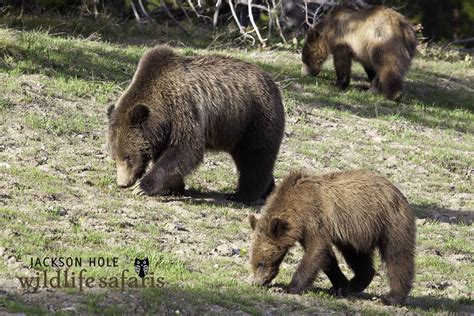 Wildlife in Jackson Hole - Jackson Hole Wildlife Safaris