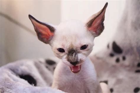 8 Facts About Cornish Rex Cats - ReportWire