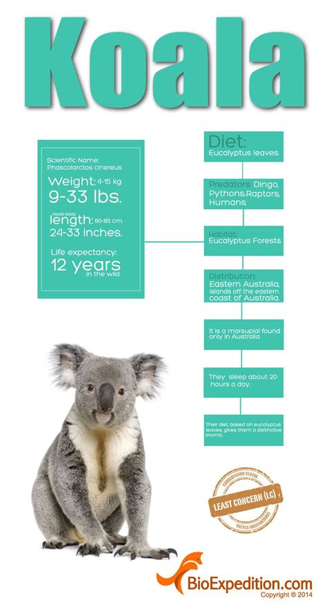 koala_infographic | Koala, Koala craft, Koala bear